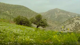 سفیدبرگ