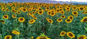 جشن آفتابگردان