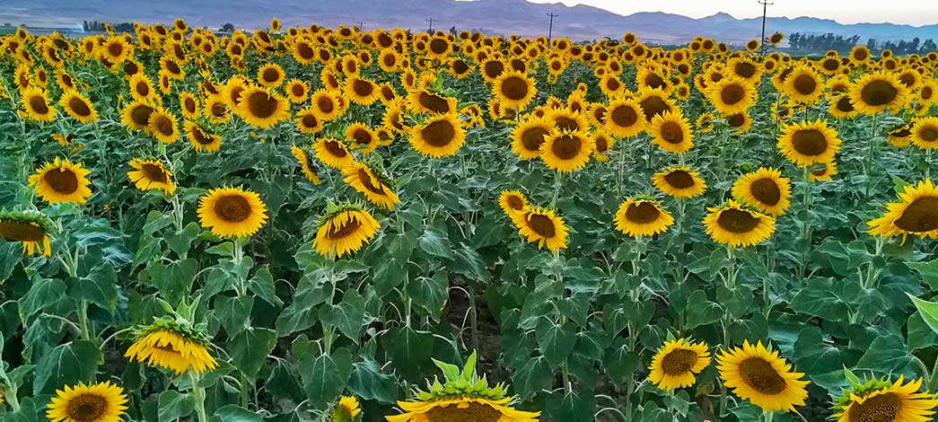 جشن آفتابگردان
