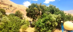 چنار هولی
