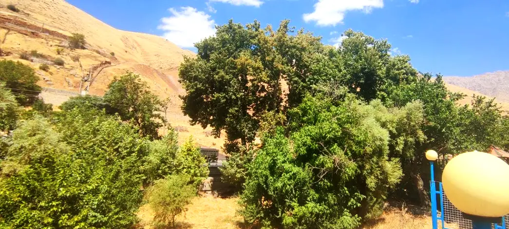 چنار هولی
